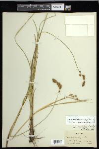 Carex cusickii image