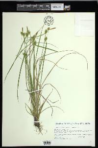 Carex cryptolepis image