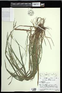 Carex crebriflora image