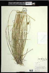 Carex cryptolepis image