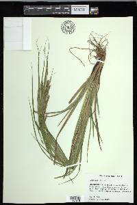 Carex debilis var. debilis image