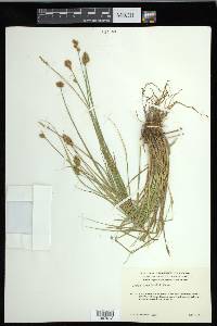 Carex crawfordii image