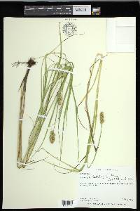 Carex cristatella image