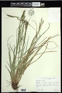 Carex debilis var. debilis image