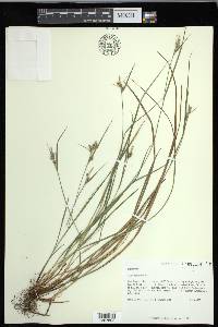 Carex dasycarpa image