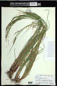 Carex debilis var. debilis image