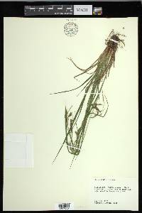 Carex debilis var. debilis image