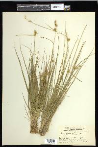 Carex cryptolepis image