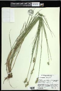 Carex cumulata image
