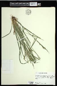 Carex crebriflora image