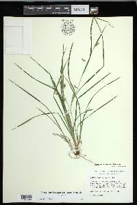 Carex cumberlandensis image