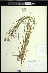 Carex debilis var. rudgei image