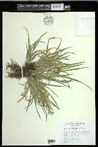 Carex cumberlandensis image