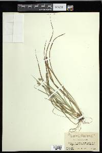 Carex dasycarpa image