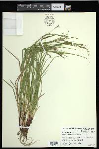 Carex debilis var. debilis image