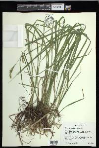 Carex davisii image