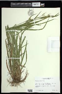 Carex crebriflora image