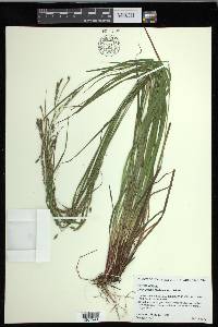 Carex debilis var. debilis image