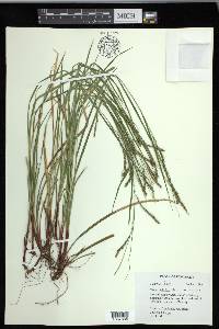 Carex debilis var. debilis image