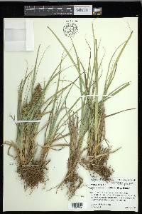 Carex crus-corvi image