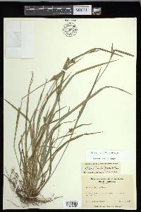 Carex crebriflora image