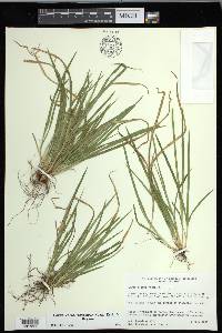 Carex cumberlandensis image