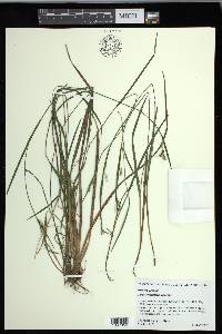 Carex crebriflora image