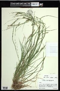 Carex debilis var. debilis image