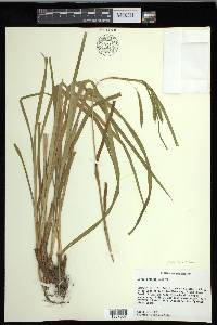 Carex crinita var. brevicrinis image