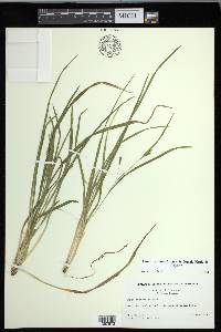 Carex cumberlandensis image