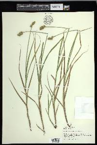 Carex cristatella image