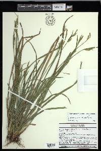 Carex crebriflora image