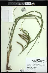 Carex crinita var. brevicrinis image