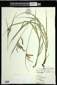 Carex crinita var. crinita image