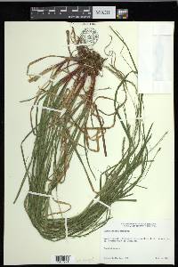 Carex debilis var. rudgei image
