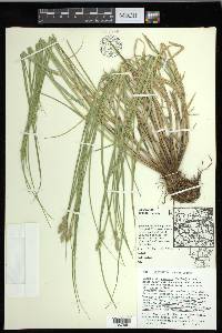 Carex cumulata image