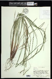 Carex debilis var. debilis image