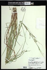 Carex debilis var. debilis image