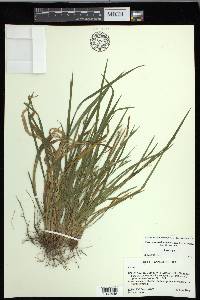 Carex cumberlandensis image