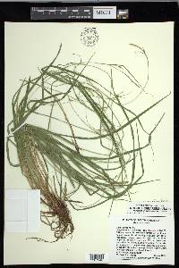 Carex debilis var. debilis image