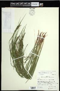 Carex debilis var. debilis image