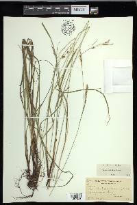 Carex debilis var. debilis image