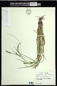 Carex debilis var. debilis image