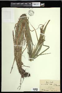 Carex davisii image