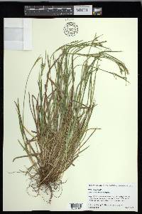 Carex crebriflora image