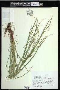 Carex debilis var. rudgei image