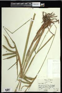 Carex crinita var. brevicrinis image