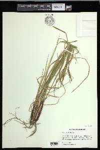 Carex debilis var. debilis image