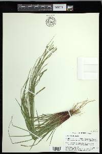 Carex debilis var. debilis image