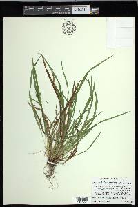 Carex cumberlandensis image